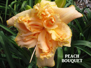 Peach Bouquet