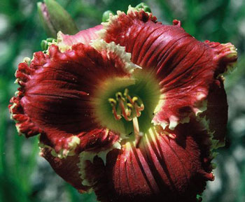 WF RCor  RUBY CORONA: a daylily to use for teeth hybridizing