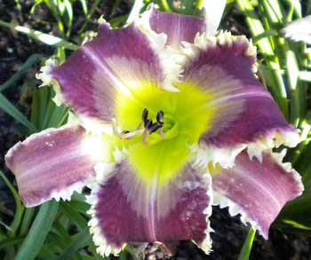 holidayimage1 What do you see? Daylily Teeth Seedling, Daylily Blog