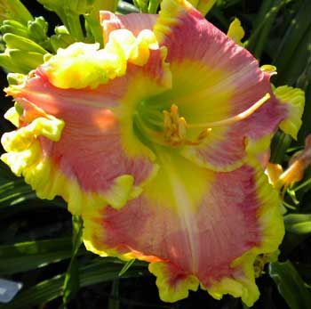 pink with green edge Pink Daylily Seedling with Green Edge, Daylily Teeth Blog