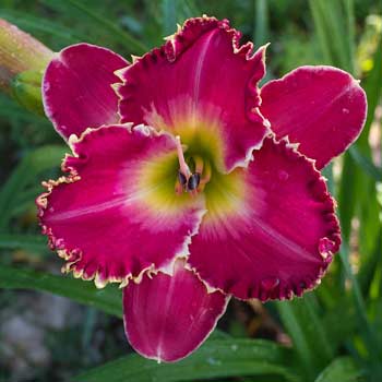 truth1 Mike Olson on TRUTH , Daylily Garden Blog