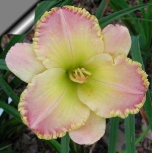Angel sSmile21 298x300 Brother Charles Reckamp, Dave Mussar on the Daylily Teeth Blog, Part 3b