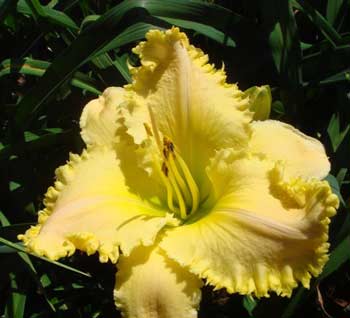 ForestlakePointLacexRuffled1 Dave Mussar teeth seedlings, Julie Newmar, on the Daylily teeth blog