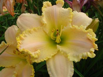 Garden Symphonylg11 WIDE AWAKE, by Dave Mussar on the daylily teeth blog