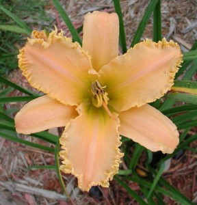HeavenlyCrown 288x300 Brother Charles Reckamp, Dave Mussar on the Daylily Teeth Blog, Part 2