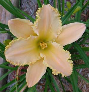 HeavensTrophy Brother Charles Reckamp, Dave Mussar on the Daylily Teeth Blog