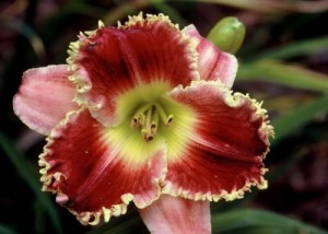 Imperial Gypsy1 300x214 Brother Charles Reckamp, Dave Mussar on the Daylily Teeth Blog, Part 3