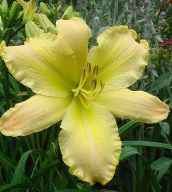 RBD Ruffled Bouquet Deluxe, Brother Charles Reckamp, Daylily Teeth Blog