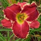Truly Angelic x Red Fang Mike Darrow seedlings, Daylily Teeth Blog