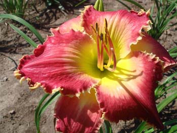 WSM x WAklg11 WIDE AWAKE, by Dave Mussar on the daylily teeth blog