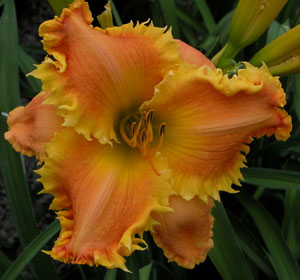 BASS GIBSONb Teeth Daylilies: What are they and what do they look like?