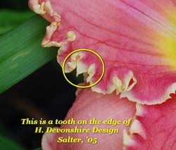 Tooth Dev Des1 What are daylily teeth? Larry Welch