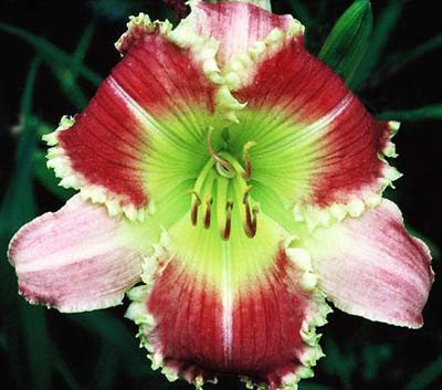 superredhawk Dr. Robert Grant Downtown, Part 3 on the Daylily Teeth Blog