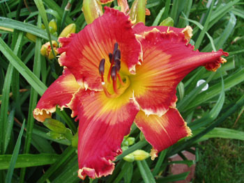 9T177 Fire Filigre x RF 7 6 11001 RED FRIDAY <> ALAN LANE AGIN <> HAPPY HOILDAYS TO YOU kids on the daylily teeth blog