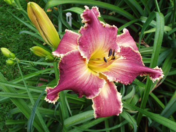 9T287B Purp Badger x Red Friday 7 5 11001 RED FRIDAY <> ALAN LANE AGIN <> HAPPY HOILDAYS TO YOU kids on the daylily teeth blog