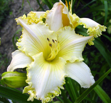 SEE ME SEE ME FEEL ME TOUCH ME , a top teeth daylily 2003 2008, Mike Holmes