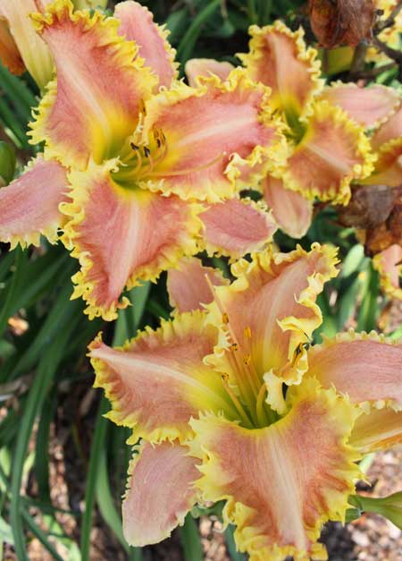 bassgxemh EIGHT MILES HIGH SEEDLING, from Paul Lewis on the daylily teeth blog